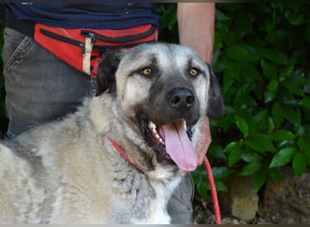 Thalles - An alle Kangal Fans: Obacht, hier kommt Thalles!