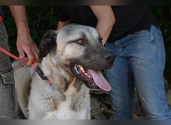 Thalles - An alle Kangal Fans: Obacht, hier kommt Thalles!