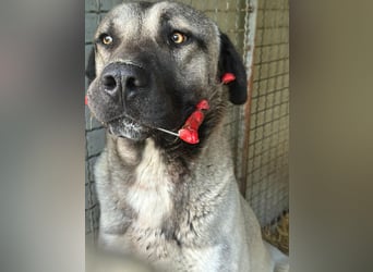 Thalles - An alle Kangal Fans: Obacht, hier kommt Thalles!