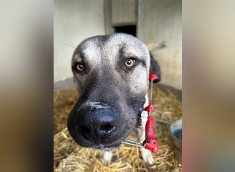 Thalles - An alle Kangal Fans: Obacht, hier kommt Thalles!