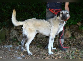 Thalles - An alle Kangal Fans: Obacht, hier kommt Thalles!