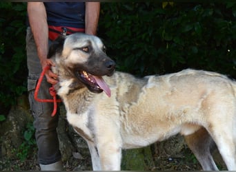 Thalles - An alle Kangal Fans: Obacht, hier kommt Thalles!