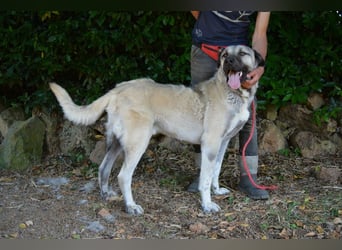 Thalles - An alle Kangal Fans: Obacht, hier kommt Thalles!