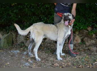 Thalles - An alle Kangal Fans: Obacht, hier kommt Thalles!
