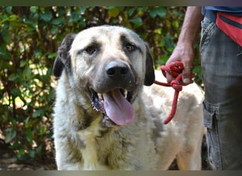 Thalles - An alle Kangal Fans: Obacht, hier kommt Thalles!