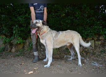 Thalles - An alle Kangal Fans: Obacht, hier kommt Thalles!