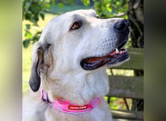 Zimtschnecke - verspielt und klug - Tierhilfe Franken e.V.