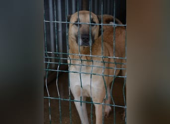 Saru, ca. 2021 geboren, sehr menschenbezogen