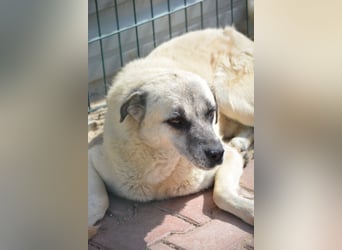 MILO - ruhiger und zurückhaltender Kangalrüde, ca. 2022 geboren, gut verträglich,