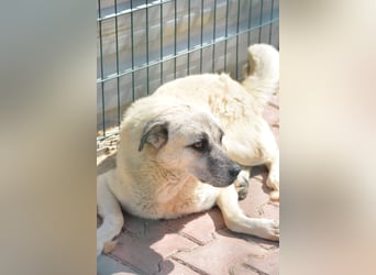 MILO - ruhiger und zurückhaltender Kangalrüde, ca. 2022 geboren, gut verträglich,