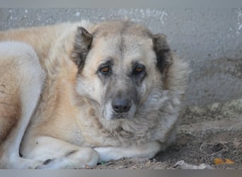 APOLLO, ca. 2017 geboren