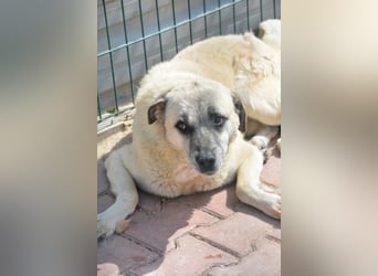 MILO - ruhiger und zurückhaltender Kangalrüde, ca. 2022 geboren, gut verträglich,