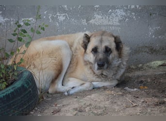 APOLLO, ca. 2017 geboren