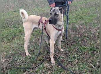 Großer Kangal Mischling Cognac sucht sein zuhause