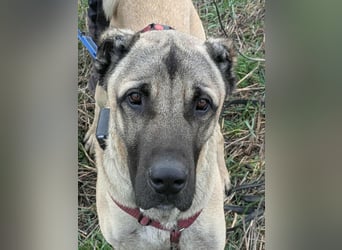 Großer Kangal Mischling Cognac sucht sein zuhause