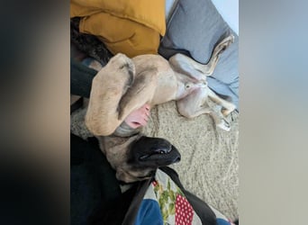 Großer Kangal Mischling Cognac sucht sein zuhause