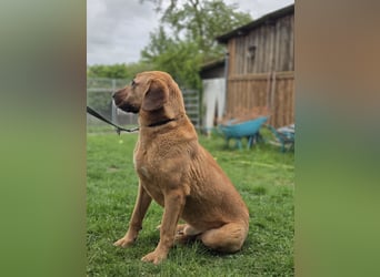 großer Herzenshund Bailey sucht noch seine Menschen