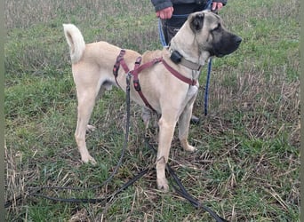Großer Kangal Mischling Cognac sucht sein zuhause