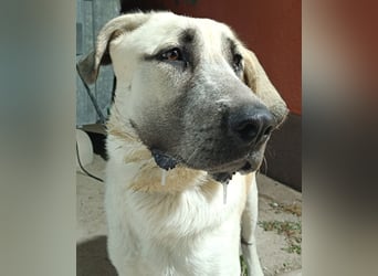 junger großer Kangal Mischlings-Rüde Thunder sucht ein Zuhause