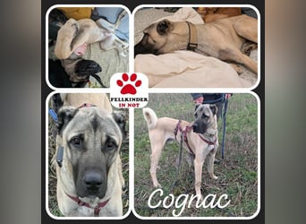 Großer Kangal Mischling Cognac sucht sein zuhause