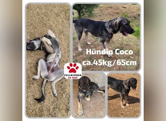 Kangal Mix Coco sucht ihre Familie