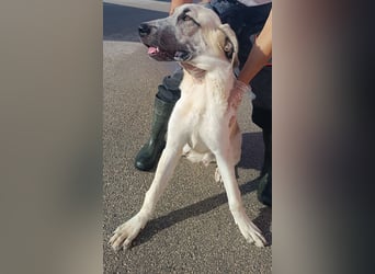 junger großer Kangal Mischlings-Rüde Thunder sucht ein Zuhause