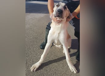 junger großer Kangal Mischlings-Rüde Thunder sucht ein Zuhause