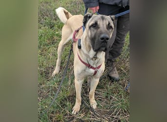 Großer Kangal Mischling Cognac sucht sein zuhause