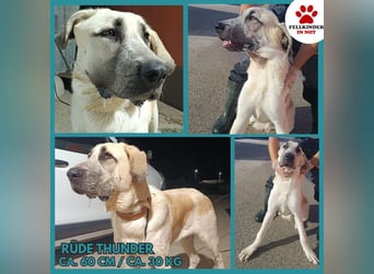 junger großer Kangal Mischlings-Rüde Thunder sucht ein Zuhause