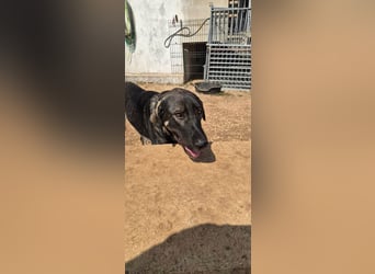 Kangal Mix Coco sucht ihre Familie