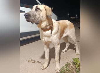 junger großer Kangal Mischlings-Rüde Thunder sucht ein Zuhause