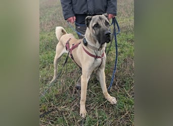 Großer Kangal Mischling Cognac sucht sein zuhause