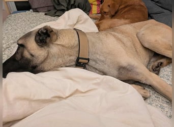 Großer Kangal Mischling Cognac sucht sein zuhause