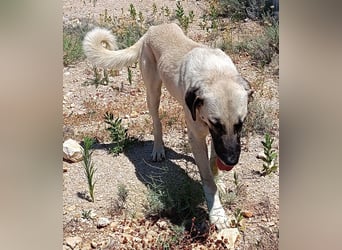 große Kangal Mischlings-Hündin Aleksandra sucht ein passendes Zuhause