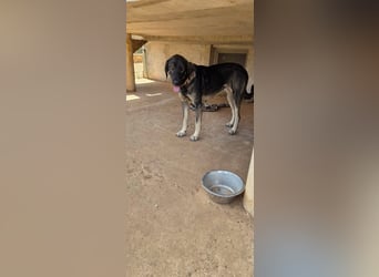 Kangal Mix Coco sucht ihre Familie