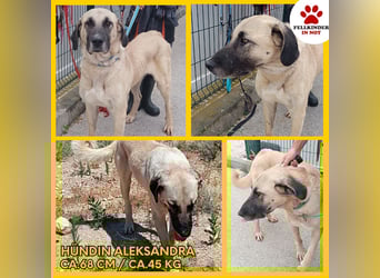 große Kangal Mischlings-Hündin Aleksandra sucht ein passendes Zuhause
