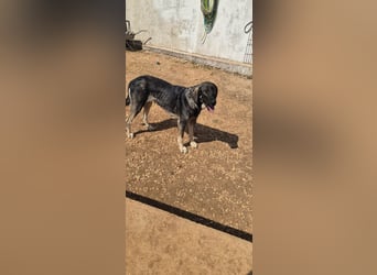 Kangal Mix Coco sucht ihre Familie