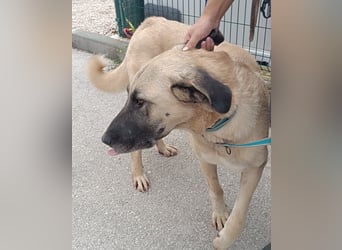 große Kangal Mischlings-Hündin Aleksandra sucht ein passendes Zuhause