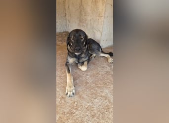 Kangal Mix Coco sucht ihre Familie