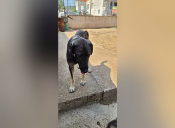 Kangal Mix Coco sucht ihre Familie