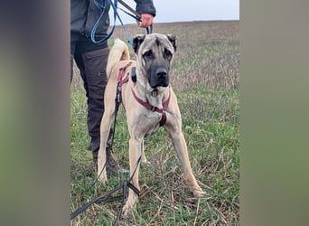 Großer Kangal Mischling Cognac sucht sein zuhause