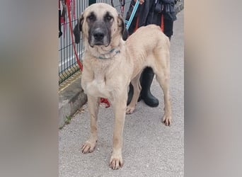 große Kangal Mischlings-Hündin Aleksandra sucht ein passendes Zuhause
