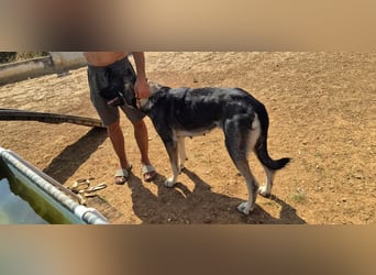 Kangal Mix Coco sucht ihre Familie