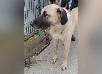 große Kangal Mischlings-Hündin Aleksandra sucht ein passendes Zuhause