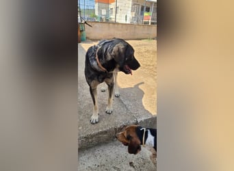 Kangal Mix Coco sucht ihre Familie