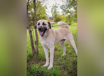 AUGUSTUS - der neugierige und selbstbewusste Rüde sucht ein hundeerfahrenes Zuhause