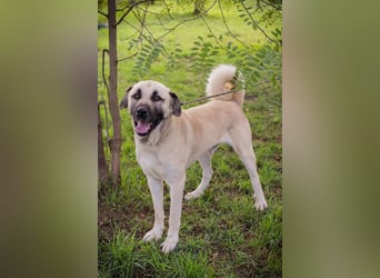 AUGUSTUS - der neugierige und selbstbewusste Rüde sucht ein hundeerfahrenes Zuhause