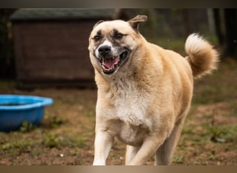 DEXTER - neugieriger und selbstbewusster Dickkopf sucht Menschen mit Hundeerfahrung