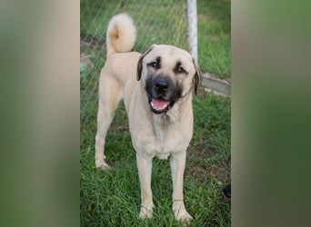 AUGUSTUS - der neugierige und selbstbewusste Rüde sucht ein hundeerfahrenes Zuhause