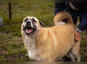 DEXTER - neugieriger und selbstbewusster Dickkopf sucht Menschen mit Hundeerfahrung